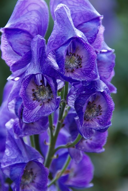 aconitum-carmichaelii-barkers-variety