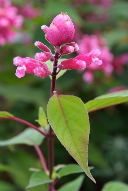 salvia-involucrata-bethelii