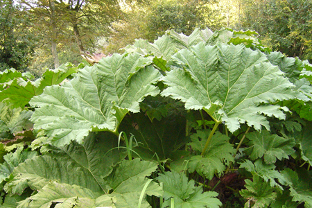 gunnera